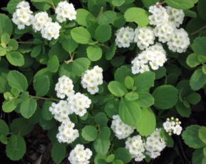 Спирея березолистная(Spiraea betulifolia  ); 30-40(см); RB